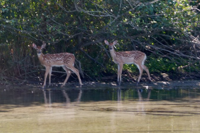 spotted fawns