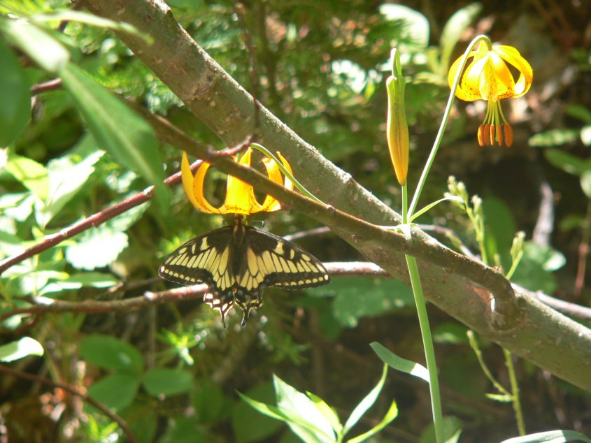yellow swallowtail butterfly on wild lilly
