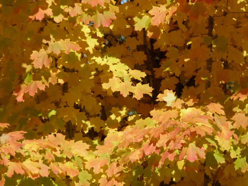 fall maple leaves