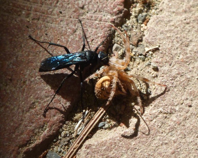 paralizer wasp with orb spider
