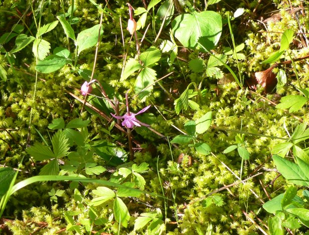 calypso orchid in moss bed